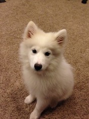 Samoyed Puppy for sale in EVANS MILLS, NY, USA