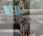 Small #16 American Pit Bull Terrier-Bulldog Mix