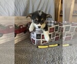 Puppy Jordan Yellow Pembroke Welsh Corgi