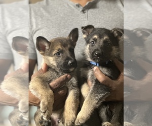 German Shepherd Dog Puppy for sale in CAPE CORAL, FL, USA