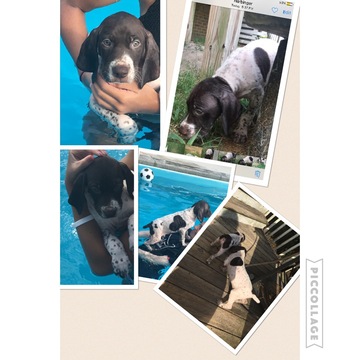 Medium Photo #1 German Shorthaired Pointer Puppy For Sale in HARBINGER, NC, USA