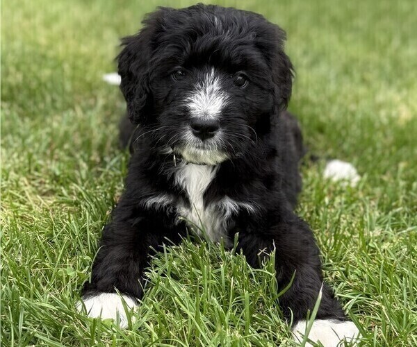 Medium Photo #3 Bernedoodle Puppy For Sale in SPRINGFIELD, OH, USA