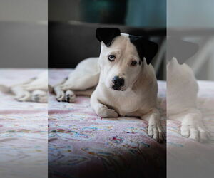 Caliente - Female Mutt Dog for Adoption - Photo #7