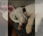 Small #2 Mutt