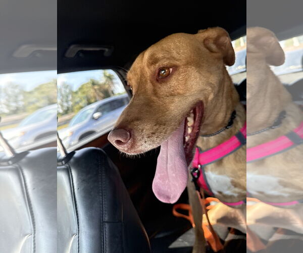 Medium Photo #2 Unknown-Vizsla Mix Puppy For Sale in Lighthouse Point, FL, USA