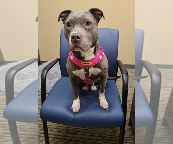 Medium Photo #19 Mutt Puppy For Sale in Mount Laurel, NJ, USA