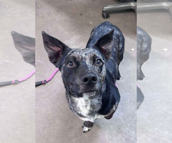 Medium Photo #2 Dachshund-Unknown Mix Puppy For Sale in Oakhurst, NJ, USA