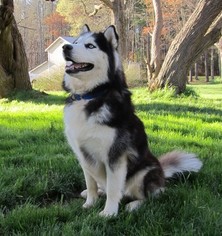 Father of the Siberian Husky puppies born on 11/29/2017