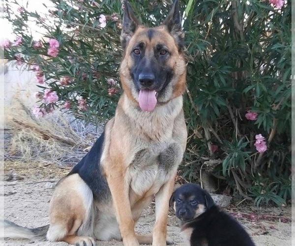 Medium Photo #27 German Shepherd Dog Puppy For Sale in YUCCA VALLEY, CA, USA