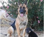 Small #26 German Shepherd Dog