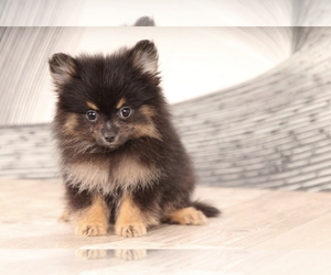 Pomeranian Puppy for sale in WESTPOINT, IN, USA