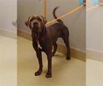 Small American Pit Bull Terrier Mix