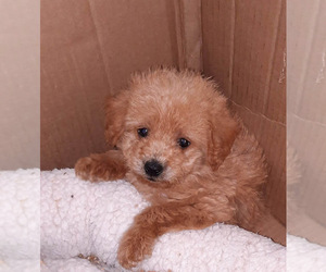 Poodle (Toy) Puppy for sale in SPOTSYLVANIA, VA, USA