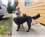 Small Photo #28 Goldendoodle Puppy For Sale in OLYMPIA, WA, USA