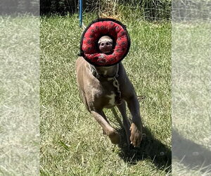 Cooper - Male Labrador Retriever Dog for Adoption - Photo #4