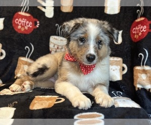 Australian Shepherd Puppy for sale in LAKELAND, FL, USA