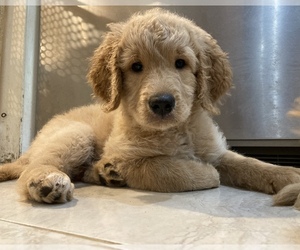 Goldendoodle Puppy for sale in AVENTURA, FL, USA
