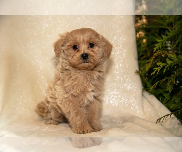 Medium Photo #2 Bichpoo Puppy For Sale in LEOLA, PA, USA