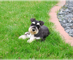 Small #4 Schnauzer (Miniature)