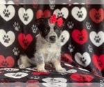 Small Photo #8 Cowboy Corgi Puppy For Sale in LAKELAND, FL, USA