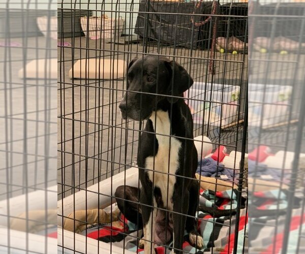 Medium Photo #3 Great Pyredane Puppy For Sale in Vail, AZ, USA