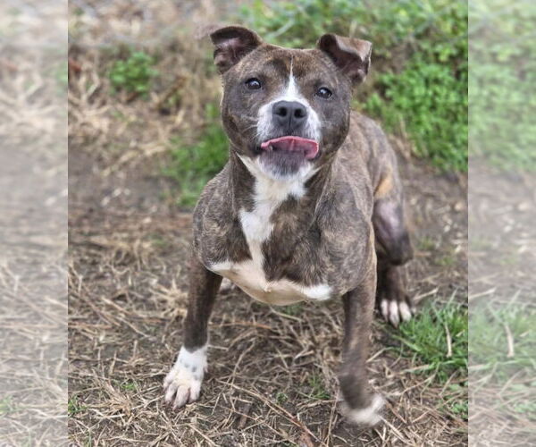 Medium Photo #3 Staffordshire Bull Terrier-Unknown Mix Puppy For Sale in Anniston, AL, USA