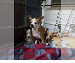 Chihuahua Dogs for adoption in Tracy City, TN, USA