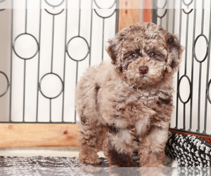 Poodle (Miniature) Puppy for Sale in NAPLES, Florida USA