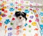 Bruno - Male Havashire Puppy for Sale - Photo #4