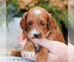 Small #3 Cavapoo (Miniature)