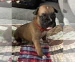 Small #2 Boxer