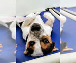 Small #1 Australian Shepherd Mix