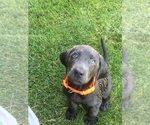 Small Photo #5 Labrador Retriever Puppy For Sale in HOOPER, UT, USA