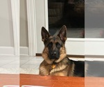 Small Photo #186 German Shepherd Dog Puppy For Sale in LA FAYETTE, NY, USA