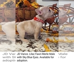 Puppy JD French Bulldog