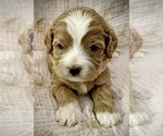 Puppy 2 Cavalier King Charles Spaniel-Yo-Chon Mix