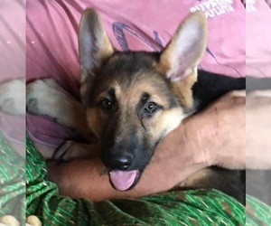 German Shepherd Dog Puppy for sale in GRANT TOWNSHIP, MN, USA