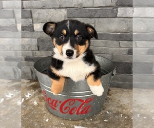 Pembroke Welsh Corgi Puppy for sale in MIDDLEBURY, IN, USA