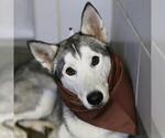 MORGAN - Female Siberian Husky-Unknown Mix Dog for Adoption - Small photo