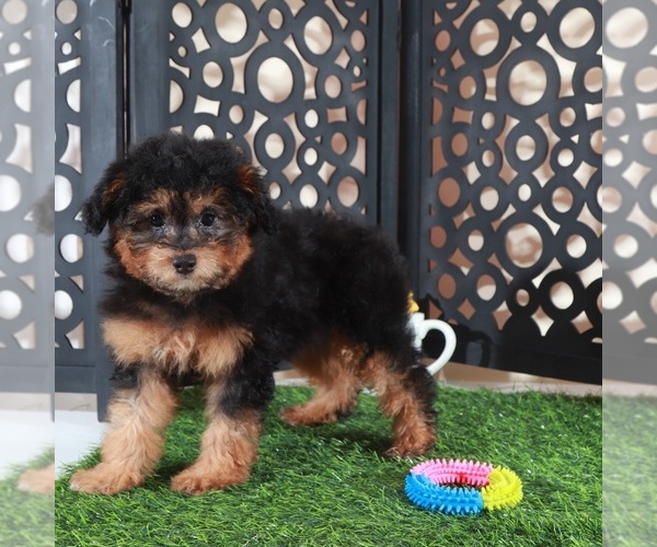 Medium Photo #2 Aussie-Poo Puppy For Sale in MOUNT VERNON, OH, USA