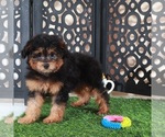 Small #1 Aussie-Poo