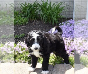 Bernedoodle Puppy for sale in MILLERSBURG, OH, USA