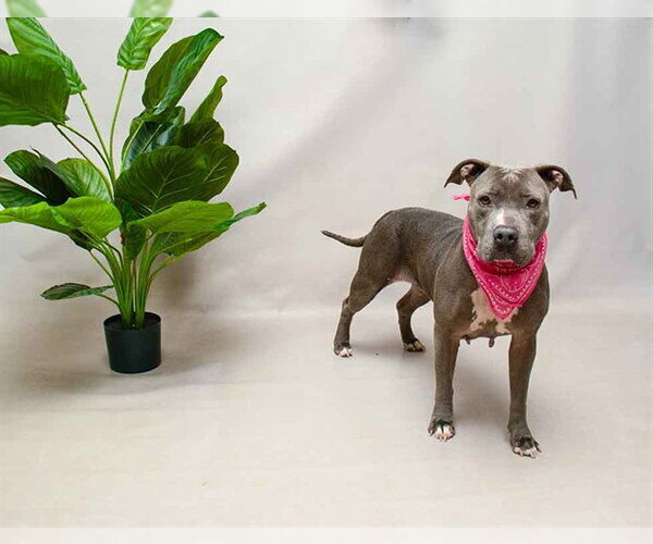 Medium Photo #2 Mutt Puppy For Sale in Sanford, FL, USA