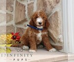Small #2 Goldendoodle (Miniature)
