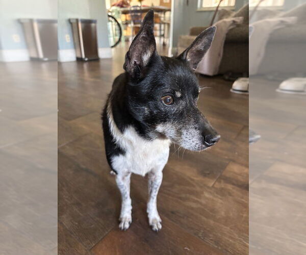 Medium Photo #3 Chihuahua-Unknown Mix Puppy For Sale in oakland, FL, USA