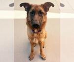Small #1 German Shepherd Dog