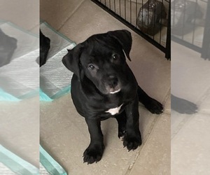 American Mastiff-American Pit Bull Terrier Mix Puppy for sale in TAMPA, FL, USA