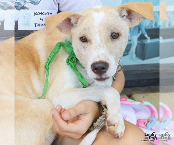 Medium Photo #6 Retriever -Unknown Mix Puppy For Sale in Washington, DC, USA
