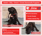 Puppy Jinx Great Dane-Poodle (Standard) Mix