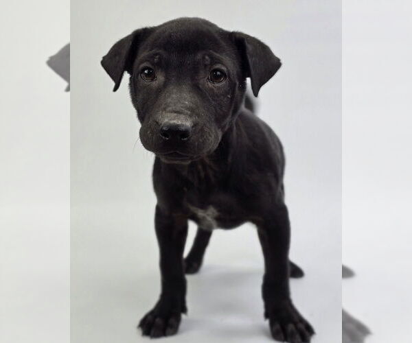 Medium Photo #4 American Staffordshire Terrier-Labrador Retriever Mix Puppy For Sale in Lakewood, CO, USA